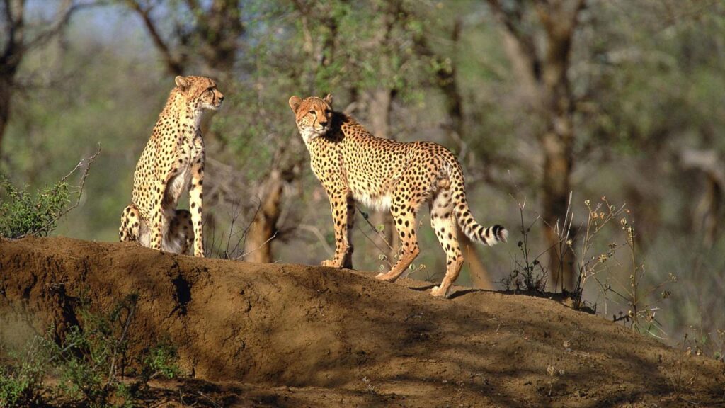 57029 Kruger National Park