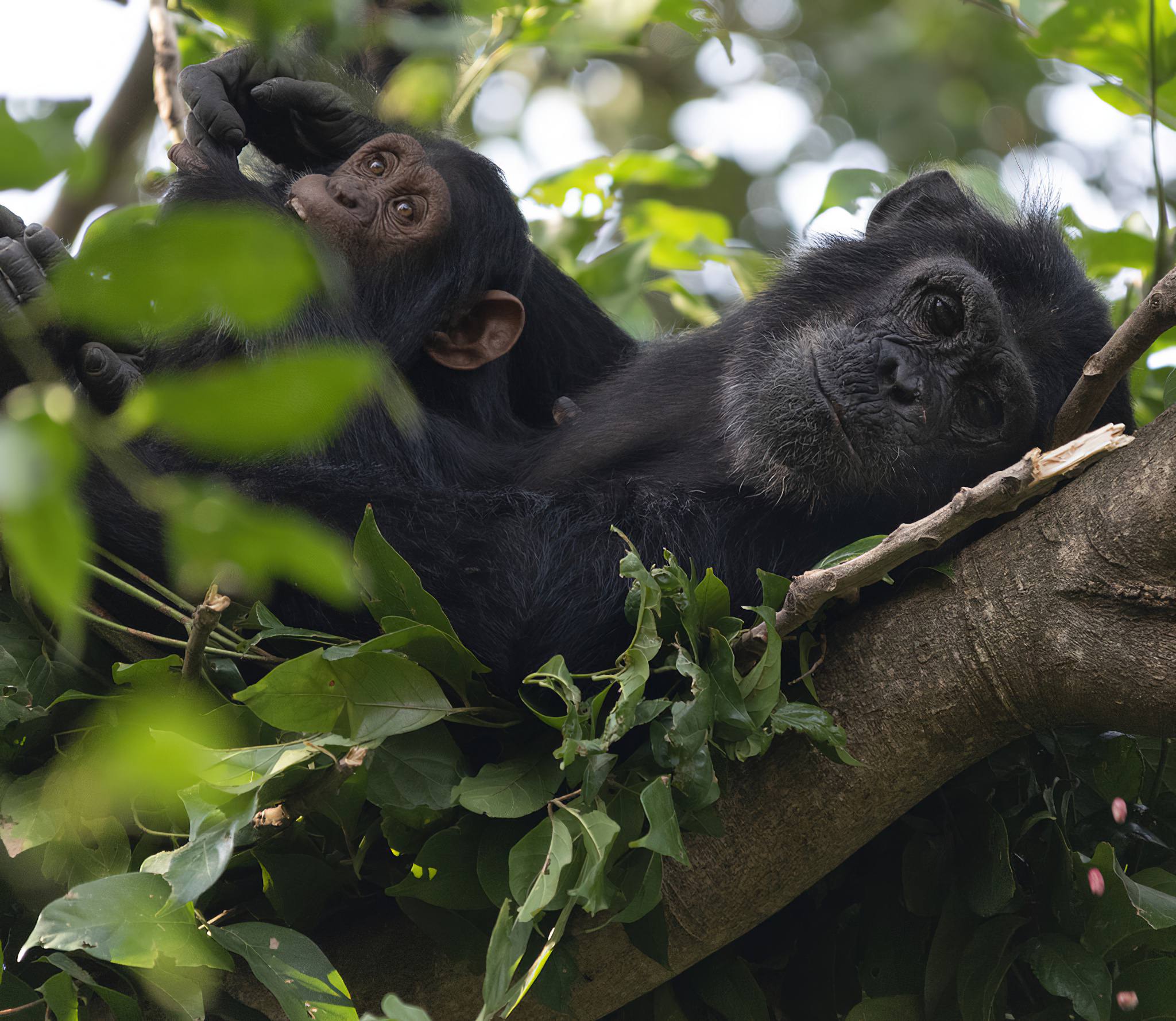 Gombe Stream National Park - Professional Safari Africa