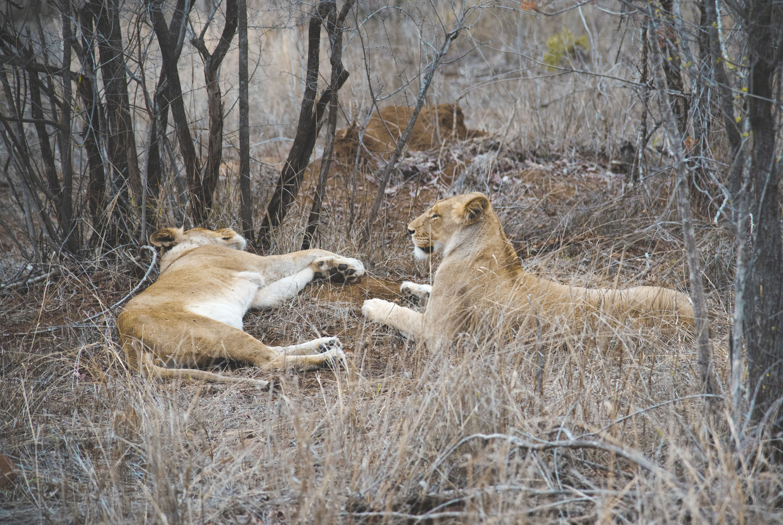 Fly-In Sabi Sands Game Reserve Safari - Professional Safari Africa