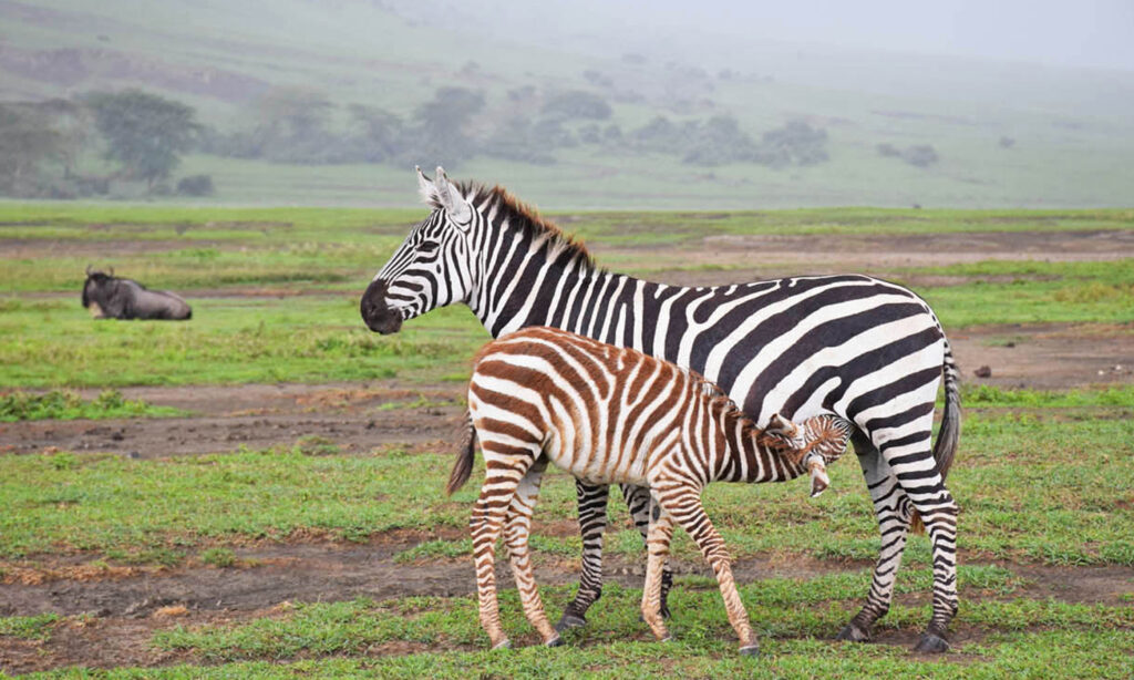 Mikumi National Park