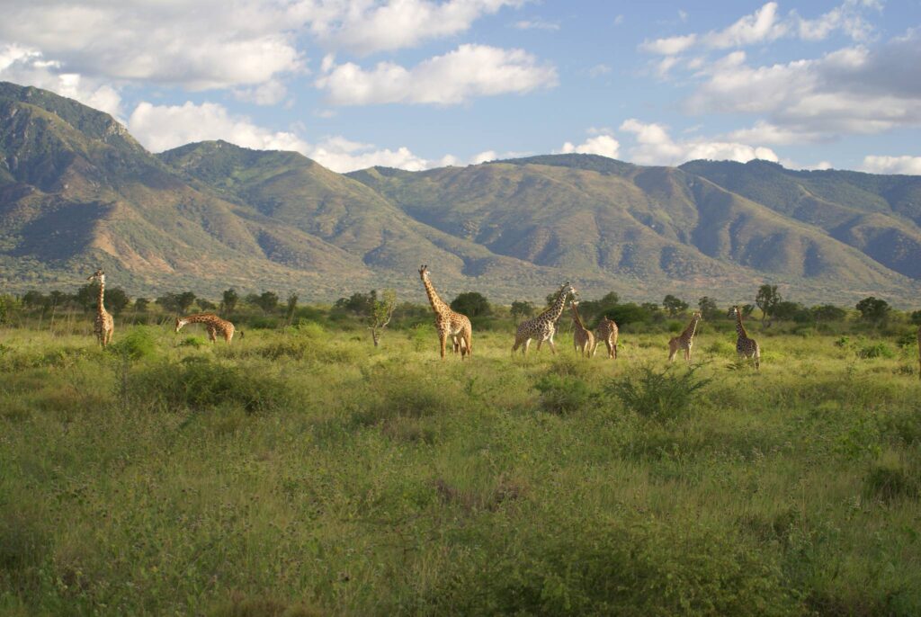 Mkomazi National Park Giraffes 39