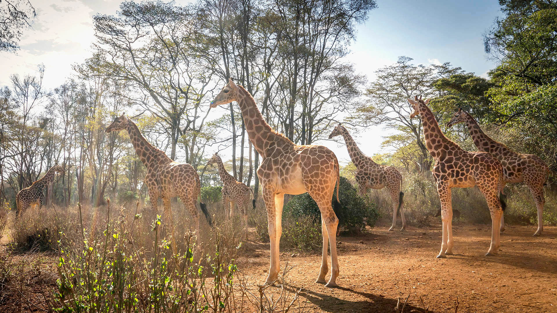 Nairobi National park - Professional Safari Africa