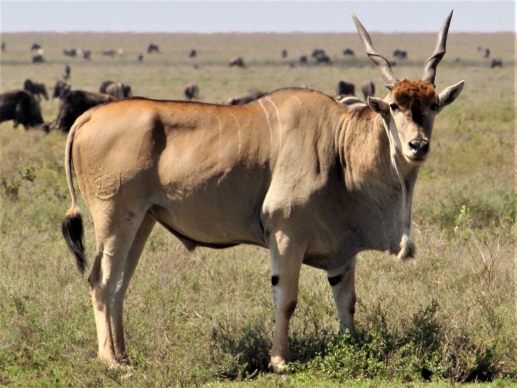 Ruaha National Park