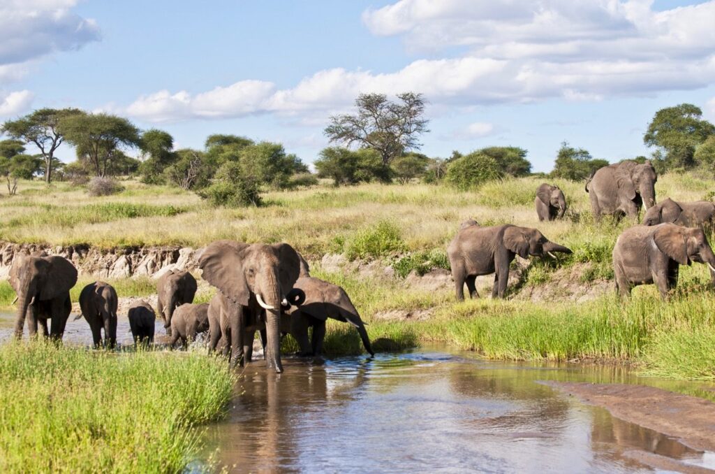 Tarangire np