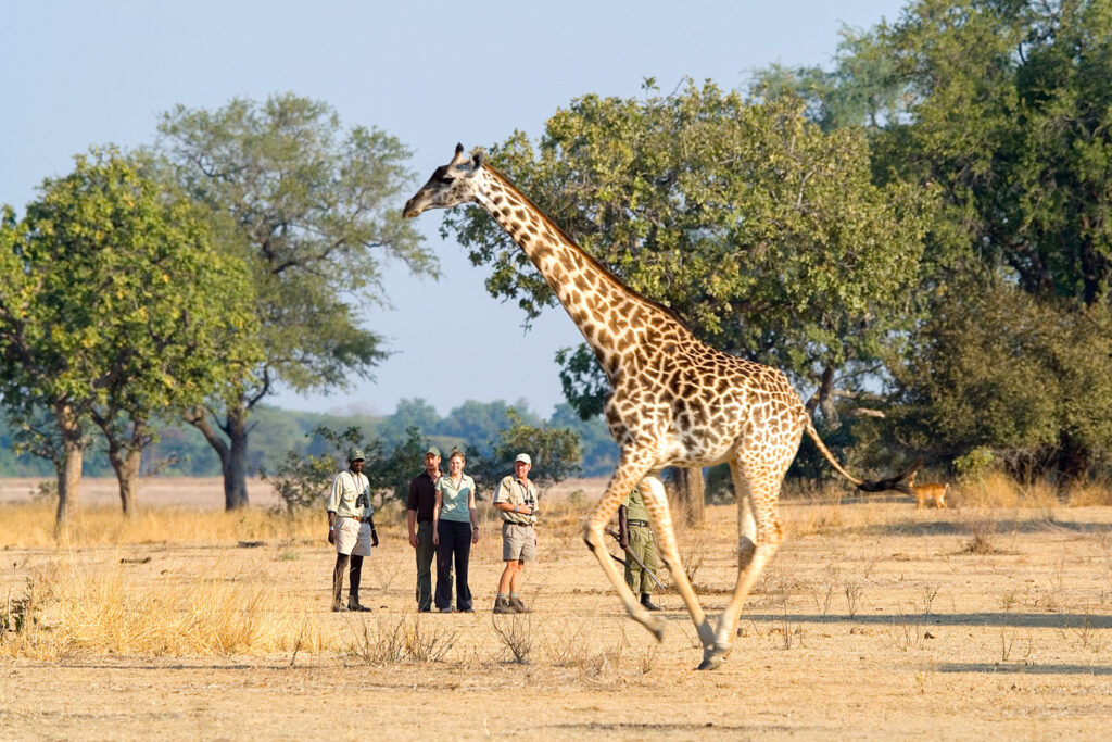 Walking Safari