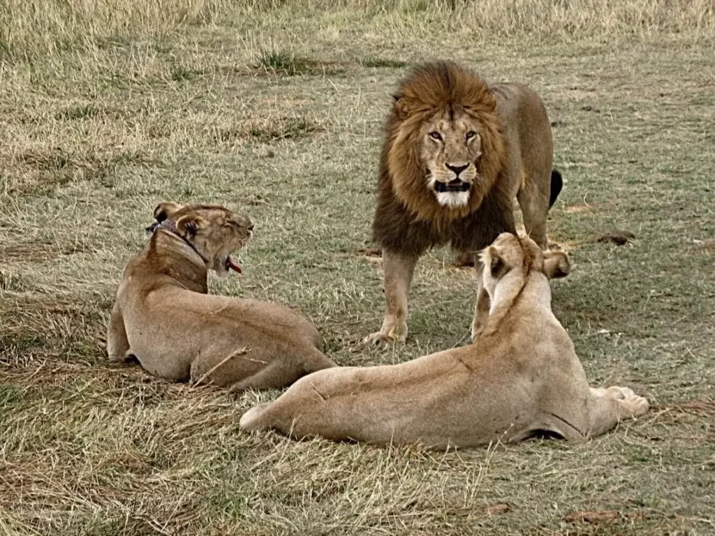 serengeti park lion lioness 1140x855 1