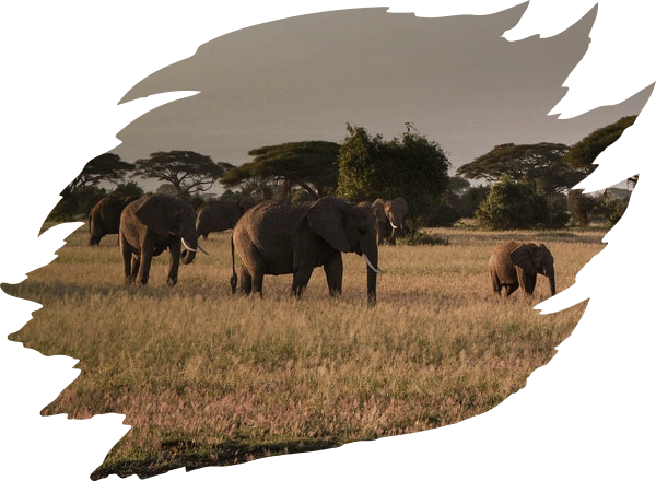 kenya