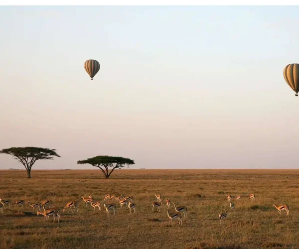 Balloon-Safari5