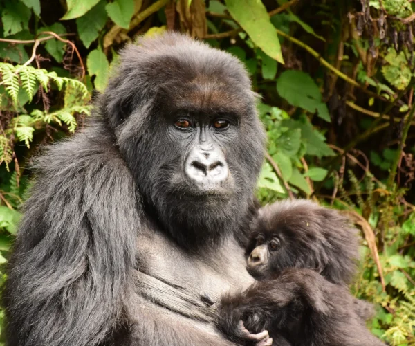 Dian-Fossey-Hike