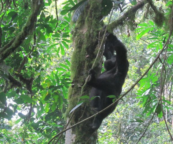 Dian-Fossey-Hike1-scaled