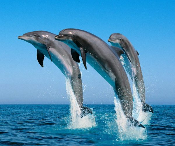 Dolphin-and-Jozani-Forest-Tour3