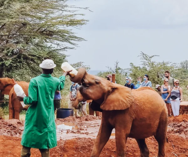 Giraffe-Centre-and-David-Sheldrick-Elephant-Orphanage-Tour