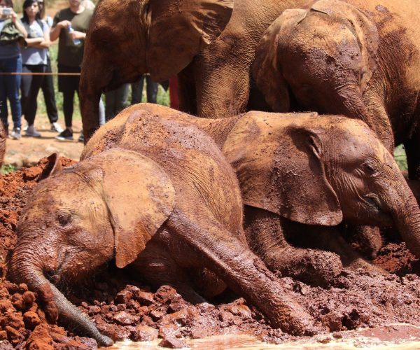 Giraffe-Centre-and-David-Sheldrick-Elephant-Orphanage-Tour3