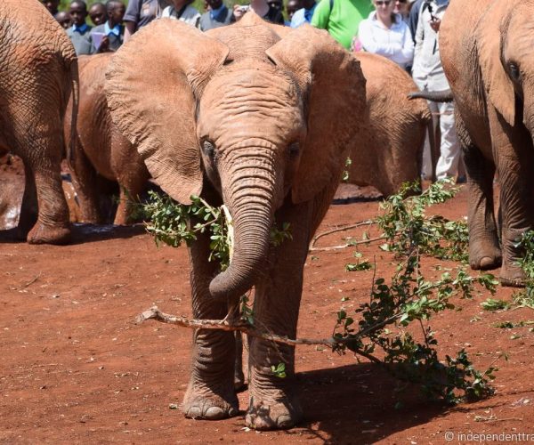 Giraffe-Centre-and-David-Sheldrick-Elephant-Orphanage-Tour5