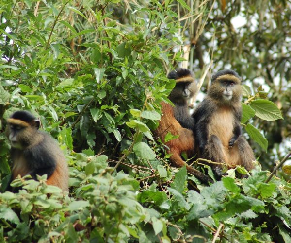 Golden-Monkey-Trekking