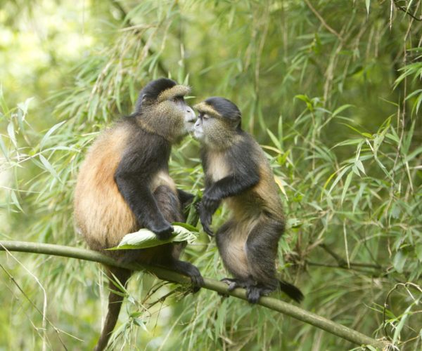 Golden-Monkey-Trekking2