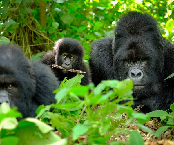 Family of mountain gorillas with a baby gorilla and a silverback, Volcanoes National Park, Rwanda