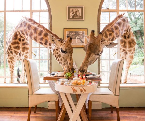 Karen-Blixen-Museum-and-Giraffe-Center-Tour-–-half-Day