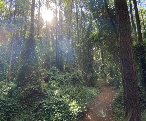 Karura-Forest-Tour-Experience-Trail-Biking-Included2