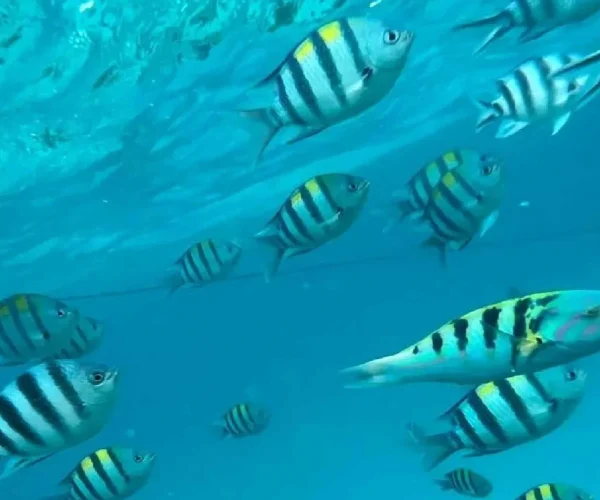 Mnemba-Atoll-Tours4