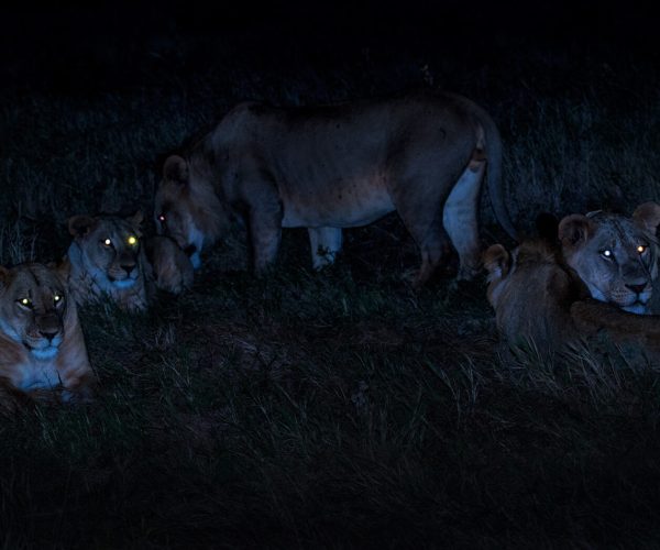 Night-Game-Safari1