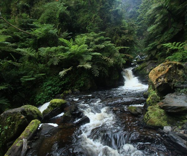 Nyungwe-Activities (1)