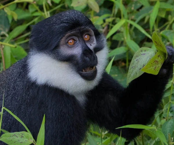 Nyungwe-Activities1