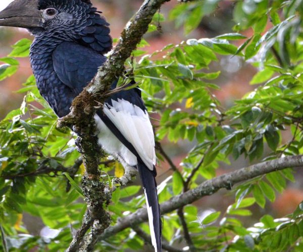 Nyungwe-Activities4