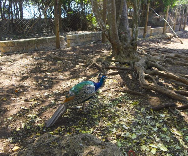 Prison-Island-Tours5