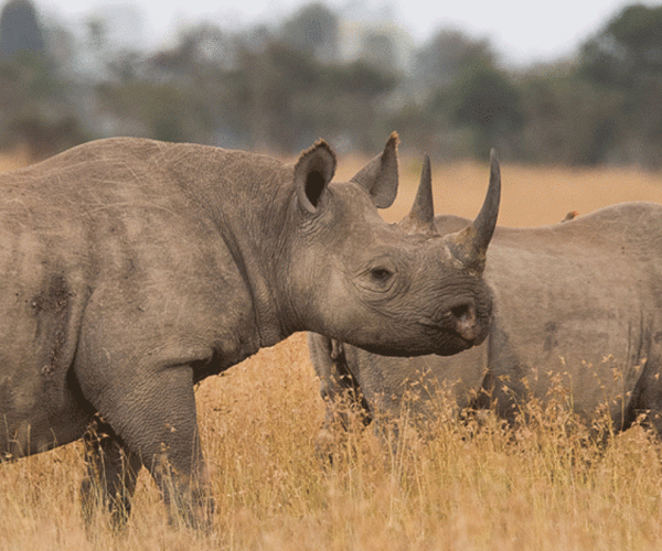 Sweetwaters-and-Ol-Pejeta-Conservancy-Guided-Day-Tour2