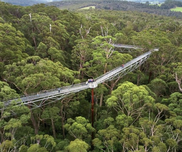 TreeTop-Walking2-scaled