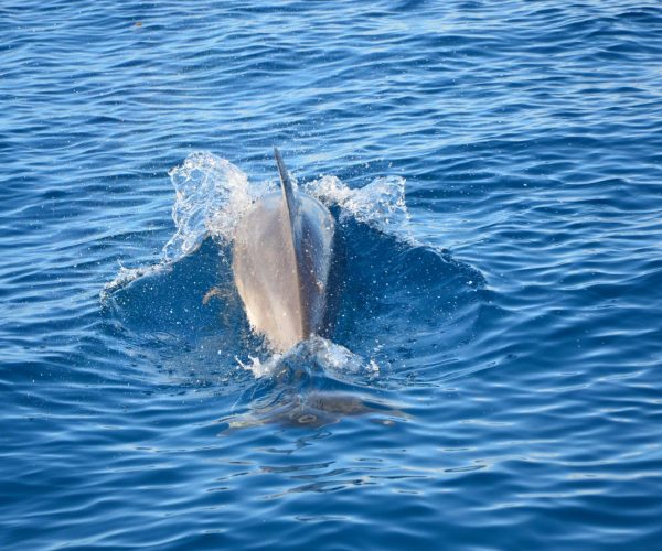 dolphn