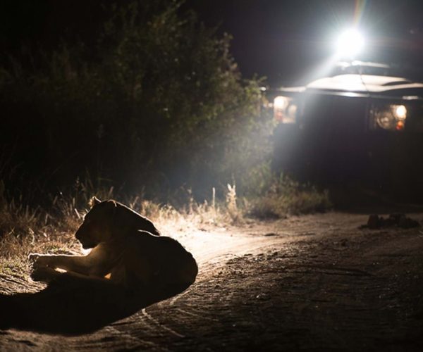 night-game-safari4
