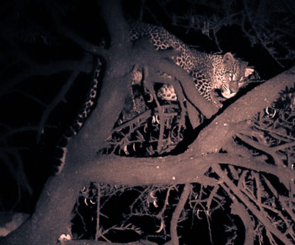 night-game-safari5