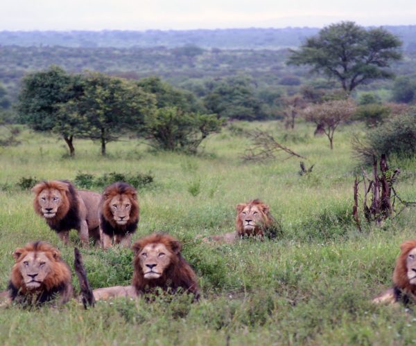 south-africa
