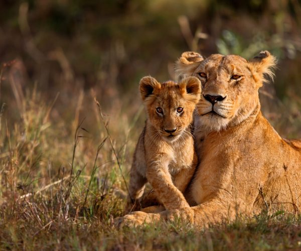 south-africa2