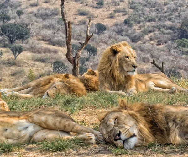 south-africa5-1